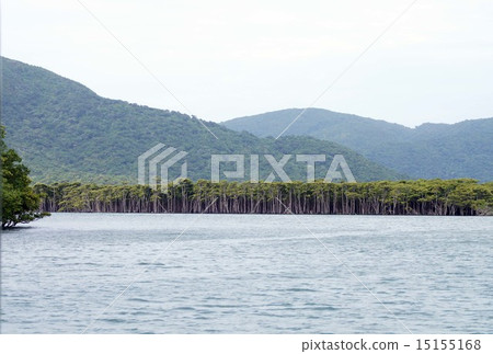 Okinawa · Nakagawa river mangrove forest 15155168