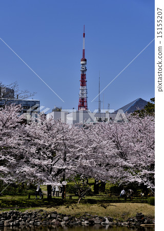 Old Shiba Rikyu Garden and Tokyo Tower 15155207