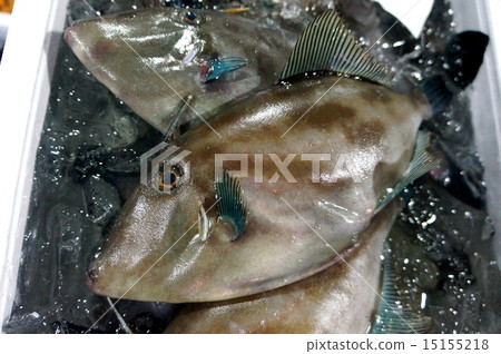 新鮮的Uma Sara 15155218