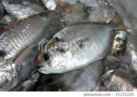 Fresh Ebodai 15155220