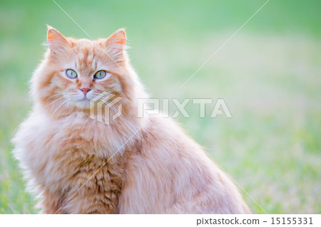 A beautiful Nora cat 15155331