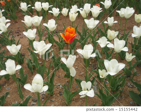 紅色突破點 15155442