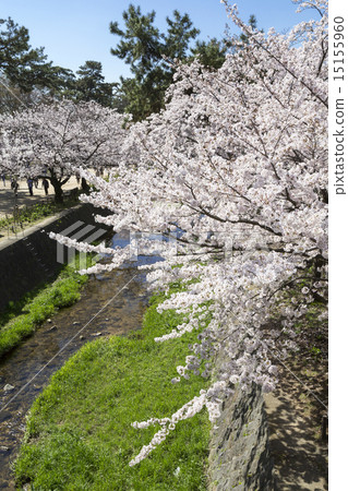 Shukugawa Park Sakura 15155960