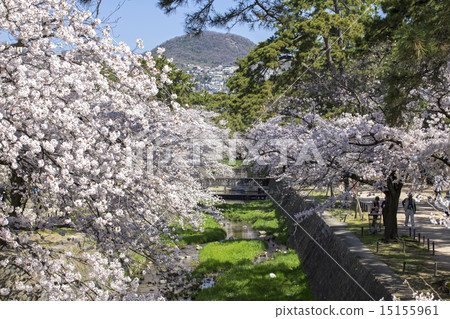 櫻花淀川公園 15155961
