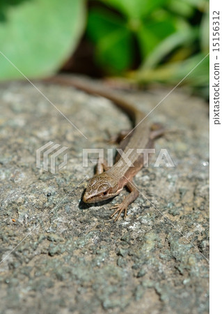 Japanese kana snake Japanese kana snake 15156312