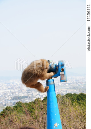 Monkey and binoculars Monkey and binoculars 15156321