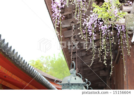 Wisteria of Kasuga Taisha Shrine, Nara Prefecture 15156604
