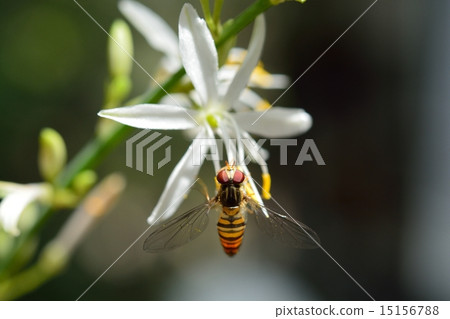 Orizururan和一隻蜜蜂 Orizururan和一隻蜜蜂 15156788