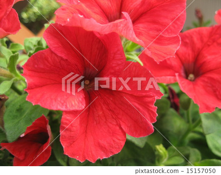 紅矮牽牛 15157050
