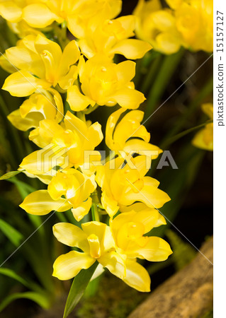 Cymbidium 15157127