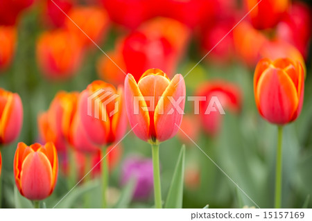 鬱金香花 鬱金香花 15157169