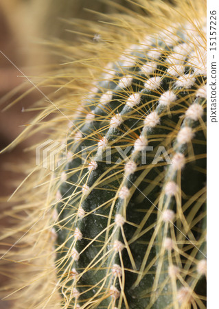 Golden Barrel Cactus 15157226