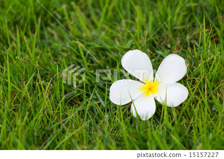 Plumeria on green grass 15157227