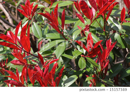 Young leaves of kannaimotchi Young leaves of kannaimotchi 15157389