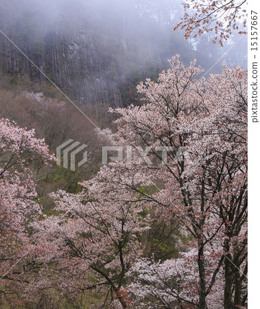 折疊的岩石 15157667