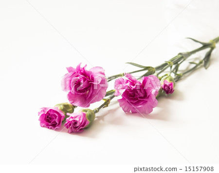 Carnation (pink) Carnation (pink) 15157908