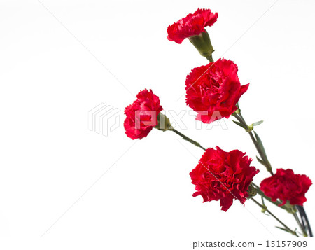 Carnation (red) Carnation (red) 15157909