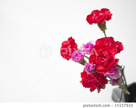 Carnation (Pink & Red) Part 1 Carnation (Pink & Red) Part 1 15157910