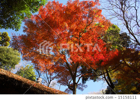 The autumn leaves of Meiji Shrine gyoen The autumn leaves of Meiji Shrine gyoen 15158111