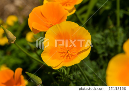 California poppy 15158168