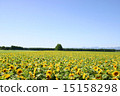 向日葵田 15158298