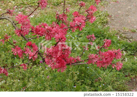 Chrysanthemum (Chrysanthemum) 01 Chrysanthemum (Chrysanthemum) 01 15158322