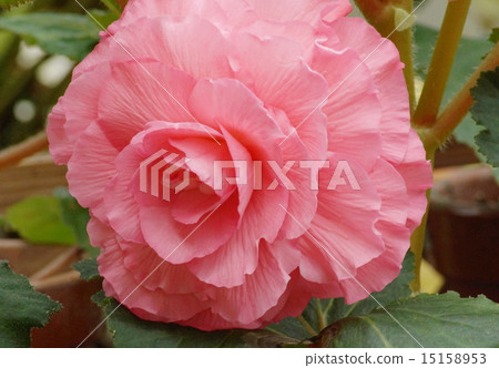 BECONIA UP 04 15158953