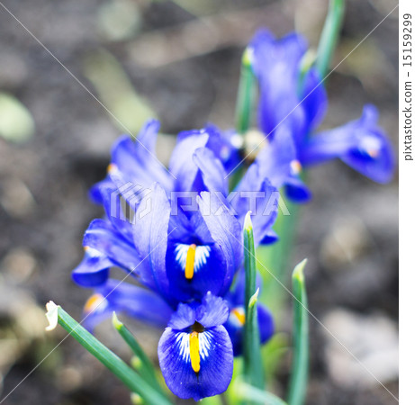 Iris pumila. For your commercial and editorial use 15159299