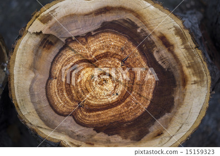 saw cut tree. For your commercial and editorial 15159323