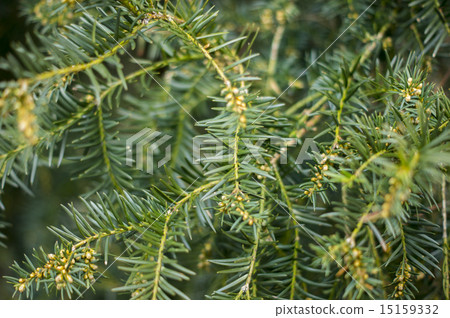 Spiky juniper tree in Spring. For your commercial Spiky juniper tree in Spring. For your commercial 15159332