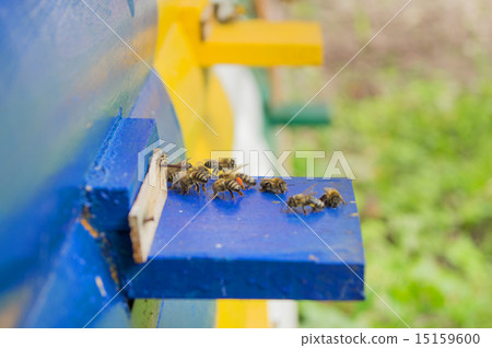 Honey bee hives 15159600