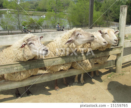 A fellow of the sheep A fellow of the sheep 15159765