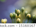 Bud of Mochikubara 15160167
