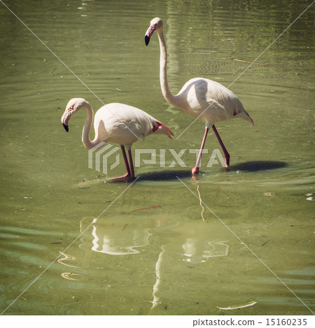 Pair of flamingos wading in mirroring water 15160235