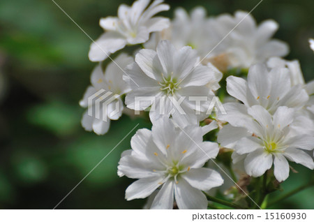 Leucia · Kotileredon (rock fireworks) 15160930