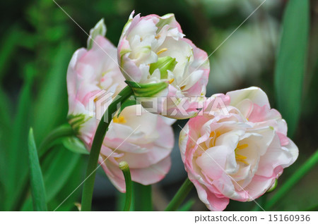 八個鬱金香 八個鬱金香 15160936