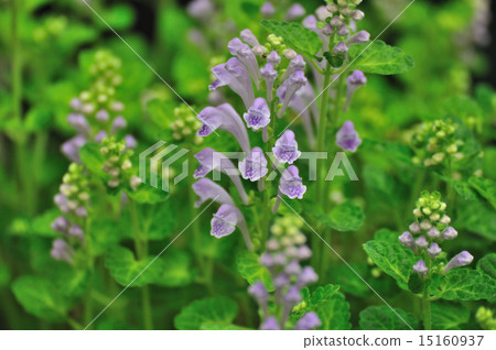 流浪草(Tatsunami Mousou) 流浪草(Tatsunami Mousou) 15160937