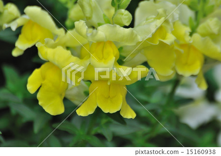 金魚草(金魚) 金魚草(金魚) 15160938