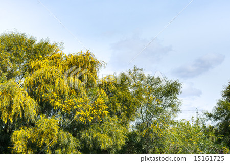 mimosa trees (acacia) in spring season in Sicily 15161725