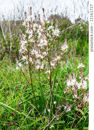 white asphodelus albus flowers at green meadow 15161727