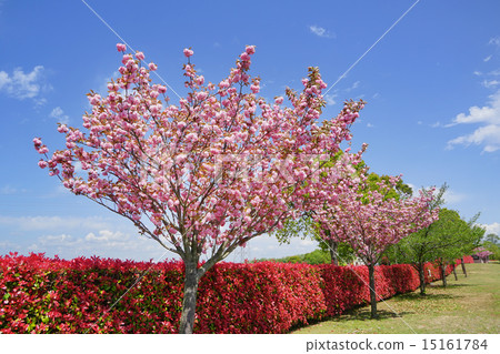 A cherry blossom and a hedgehead of Benicarps 15161784