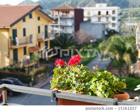 flower geranium in pot on balcony of urban house flower geranium in pot on balcony of urban house 15161857