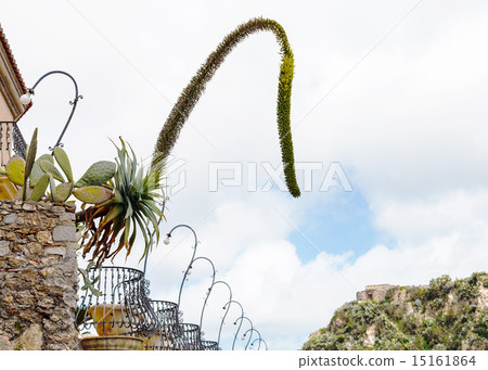 agave flowers and Opuntia cactus in flower pots agave flowers and Opuntia cactus in flower pots 15161864
