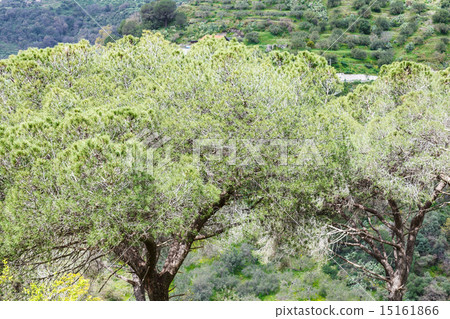 italian stone pine trees in Sicily 15161866