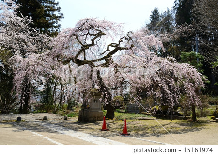春天毛基寺紅色佛教櫻花 15161974