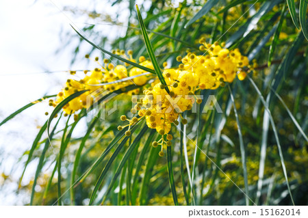 yellow flowers of mimosa (acacia) tree close up 15162014