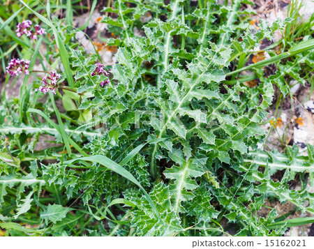 spiked leaves of green plant on wild meadow spiked leaves of green plant on wild meadow 15162021