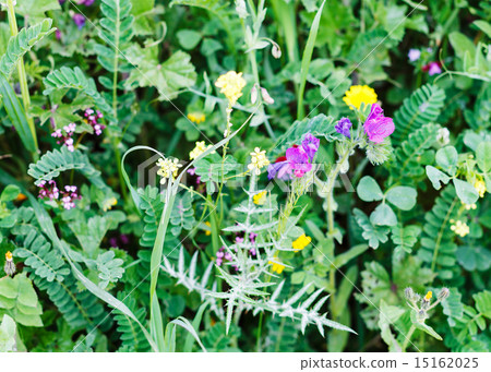 green meadow close up after rain in spring, Sicily 15162025