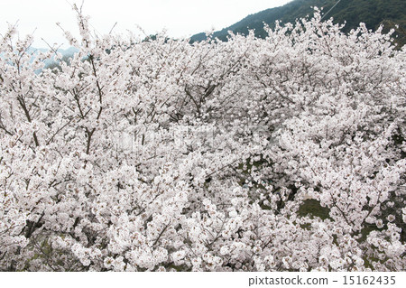 Cherry tree in full bloom  15162435