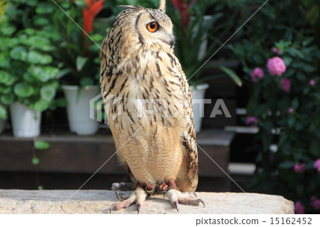 孟加拉Eagleworm 孟加拉Eagleworm 15162452